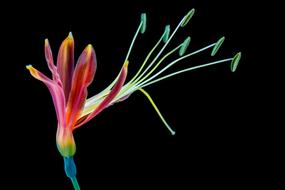 exotic bloom on black background