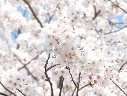 Spring Cherry Blossom