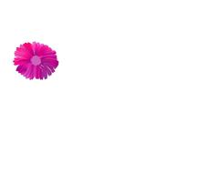 Beautiful, purple, pink and red flower at white background