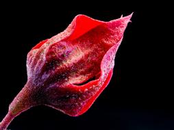 red bud as a flower on a black background