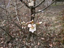 Tomentosa Cherry Blossoms Plum