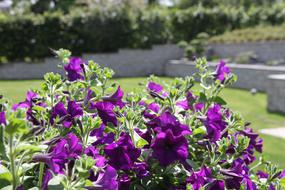 Flowers Wall Garden