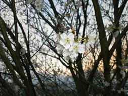 Cherry Blossoms Tree And