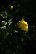 Rose Yellow flower bloom