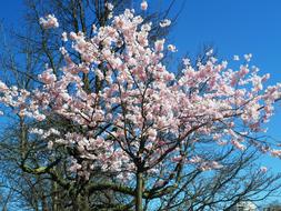 photo of cherry blossoms in Paris