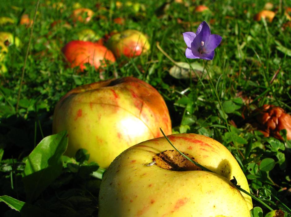 Meadow Apple
