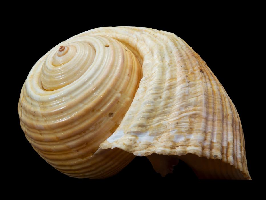 swirling yellow shell