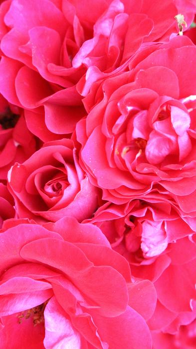 absolutely beautiful Roses Red