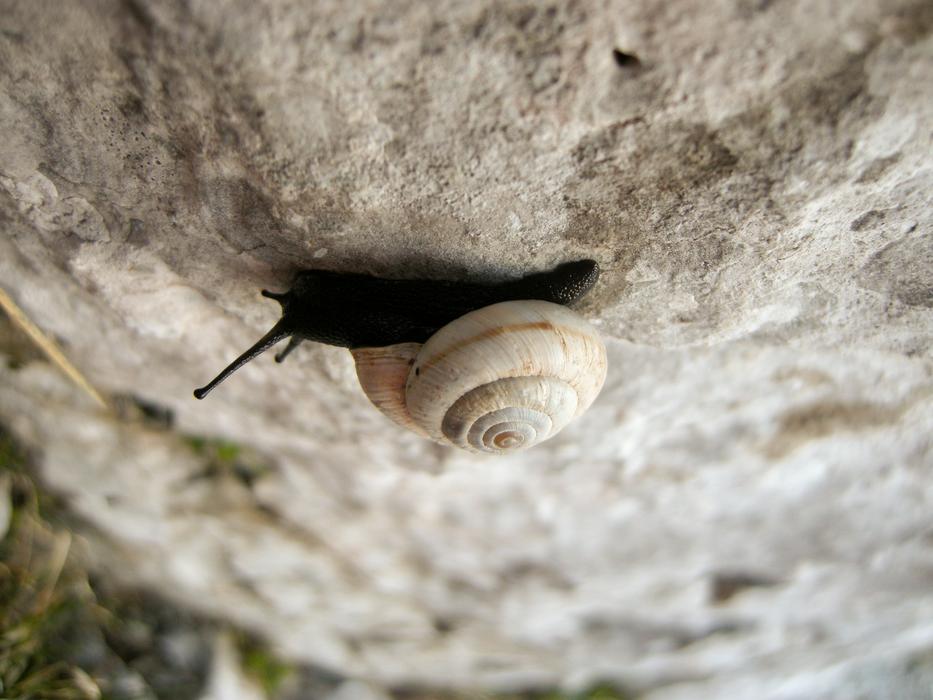 Snail Rock