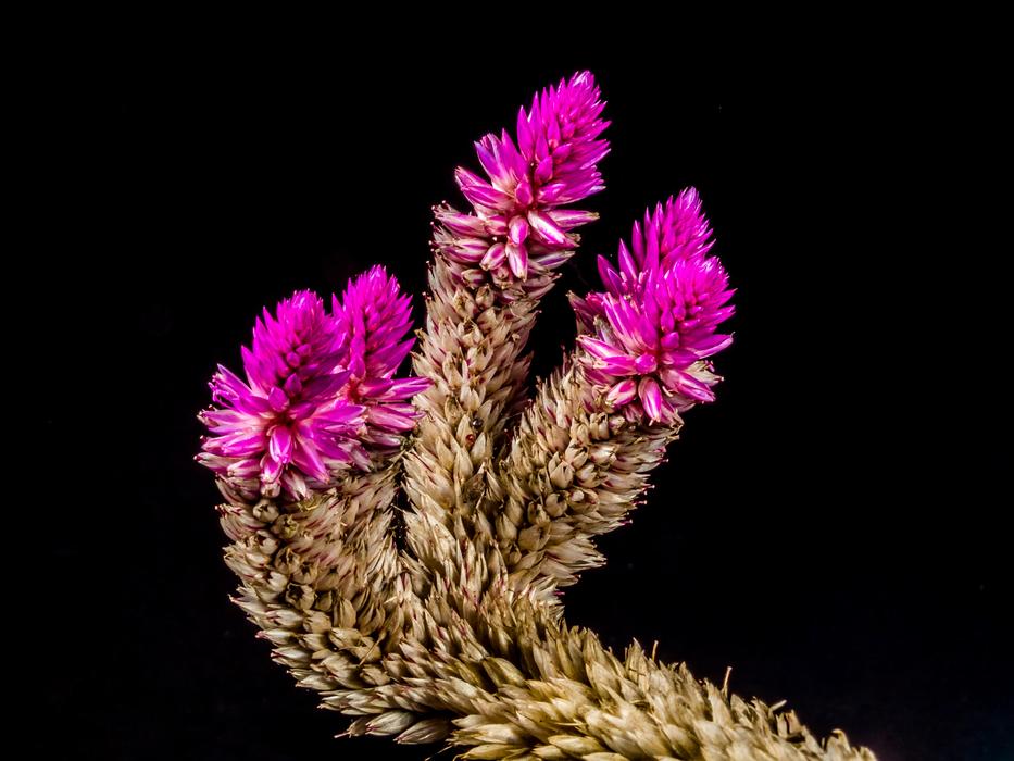incredibly beautiful Wild Flowers