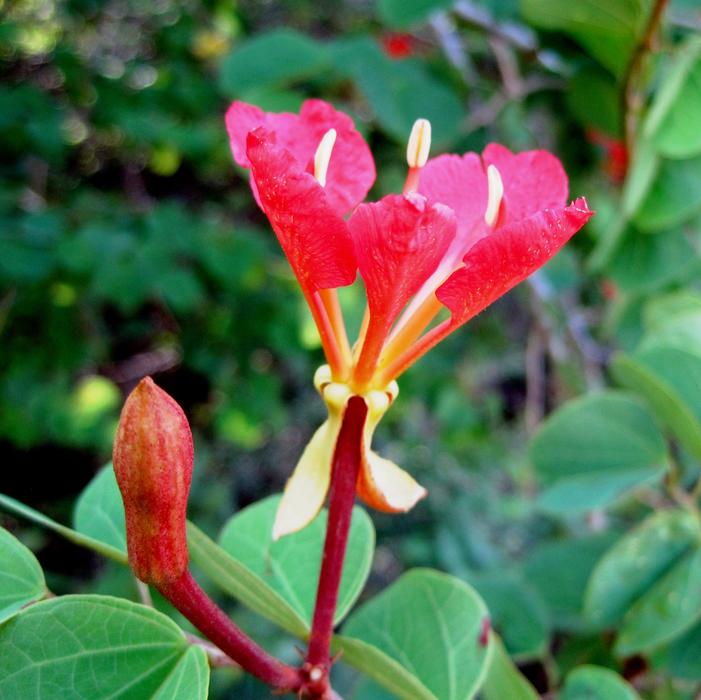 Pride Of The Cape Flower