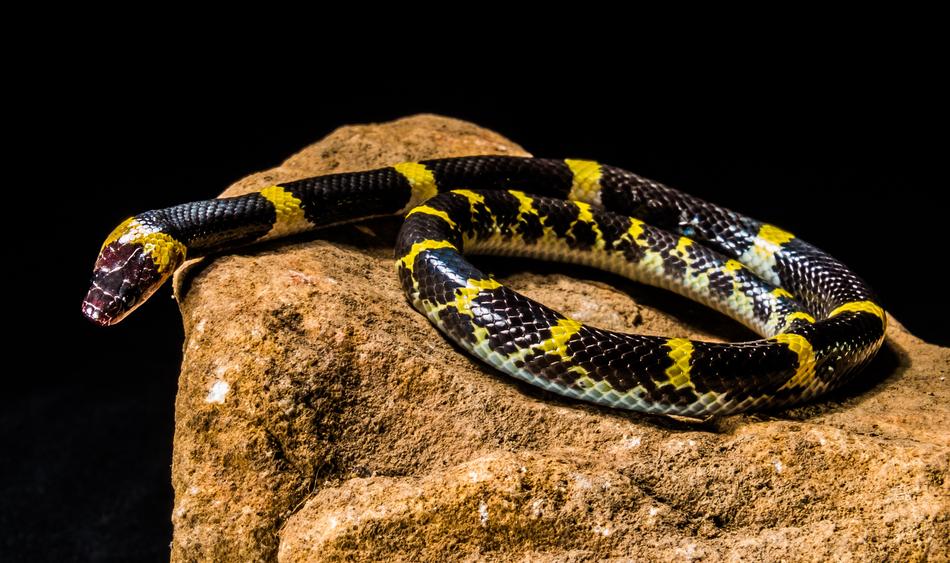 Black and Yellow Non toxic Young Snake