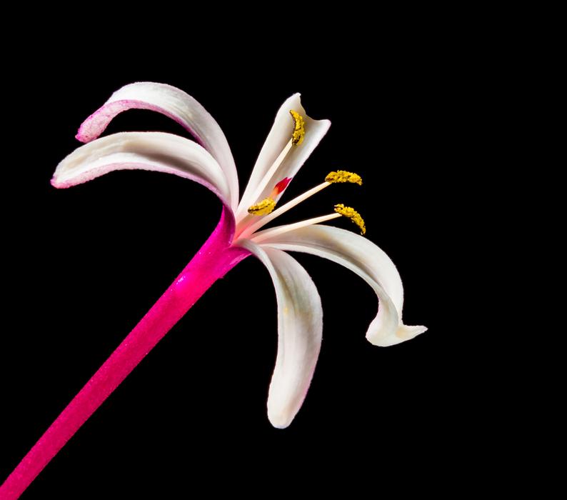 closeup photo of unusually beautiful Lady bloom