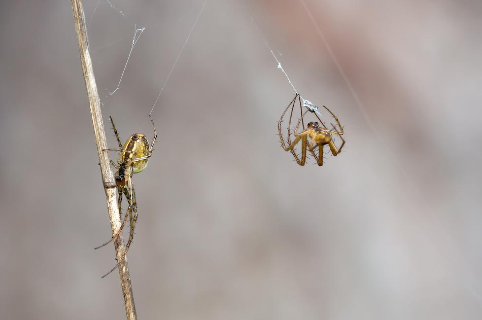 Autumn Spiders Metellina