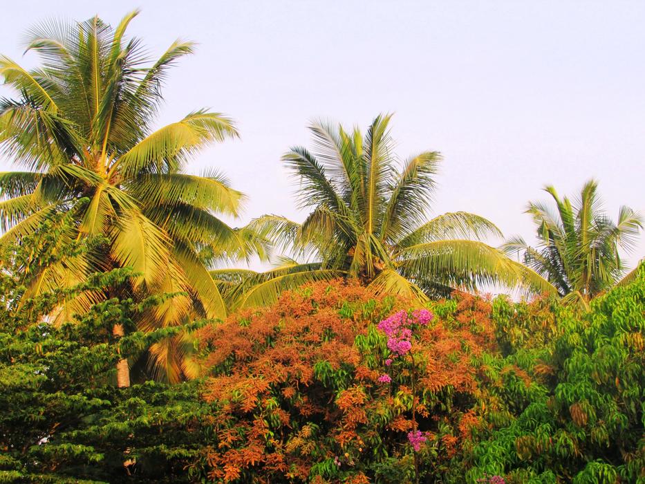 Park Sadhankeri Trees