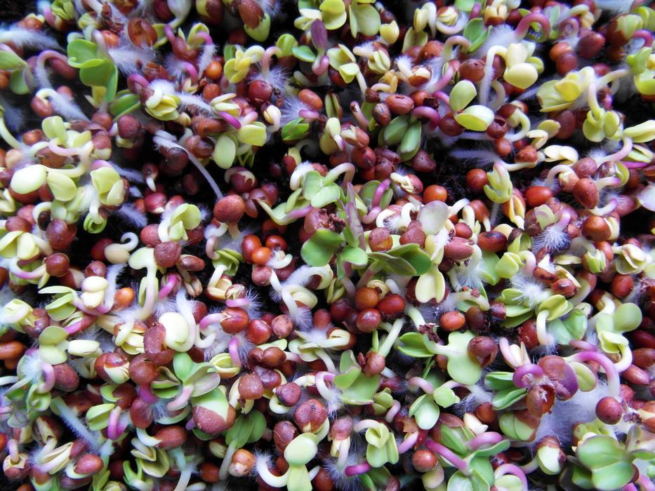 Seedlings Radix Grow
