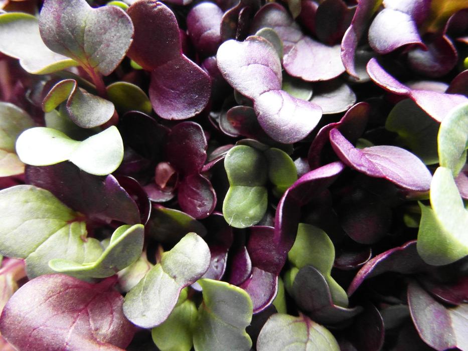 Seedlings Radix Grow