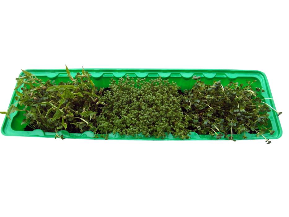 Seedlings Radix Grow