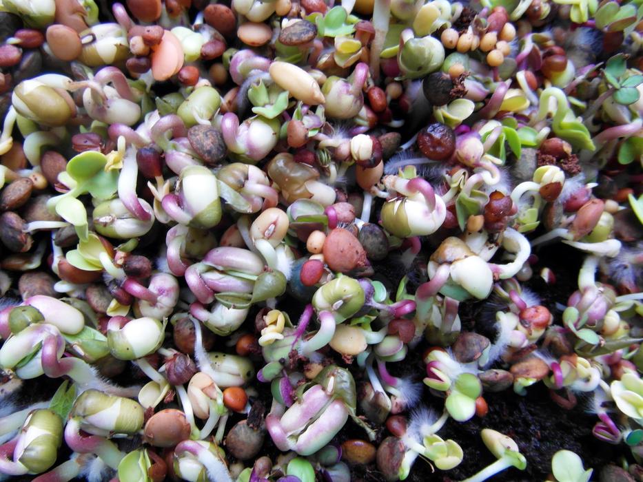 Seedlings Radix Grow