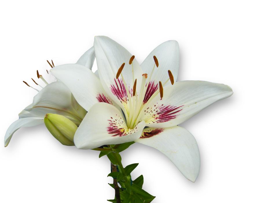 unusually beautiful Lily White Spring