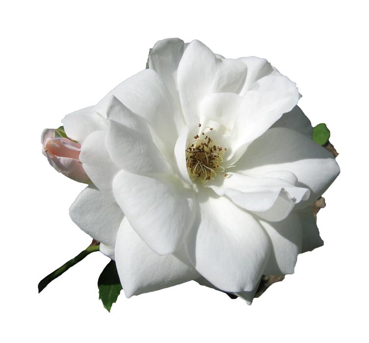 goodly Rose White papper