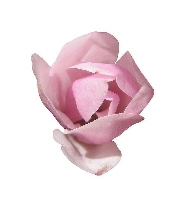 Beautiful pink and white magnolia flower at white background