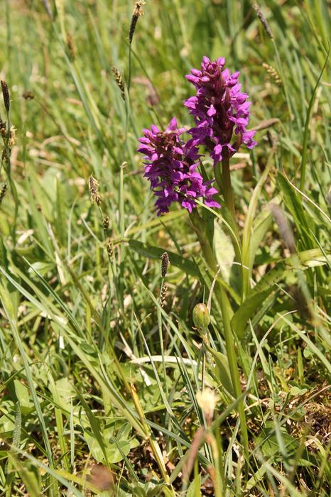 Orchid In The Peat Soil Two