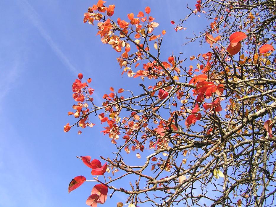 Last Red Leaves of tree