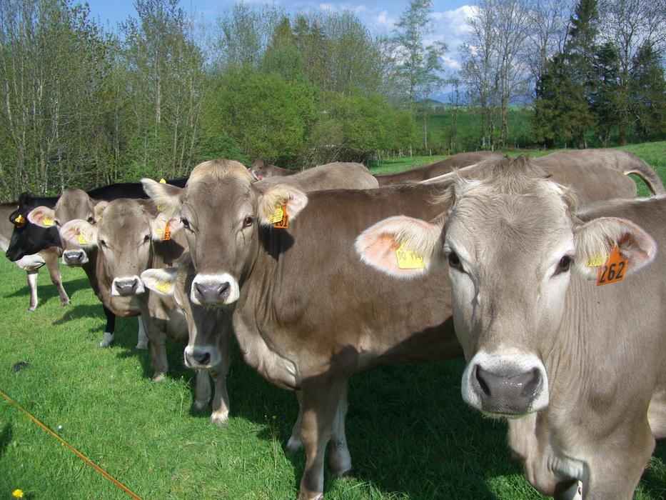 Cow Parade Cows Allgäu Brown