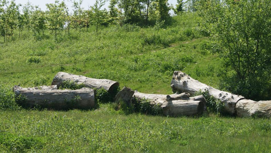 Tree Trunks Tribe