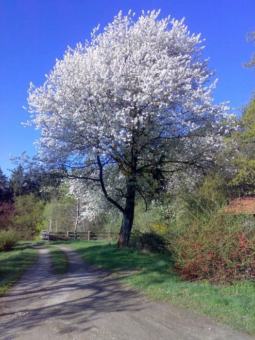 Cherry Tree Blossom