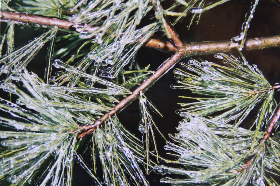 Pine Needles Ice Tank