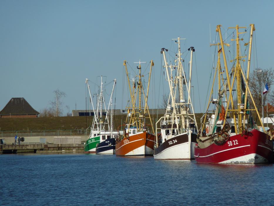 Friedrichskoog Port Shrimp