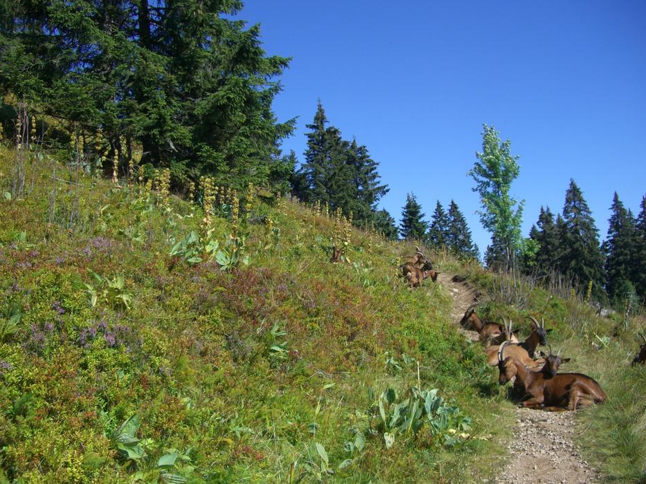 Goats Highwaymen Feldberg Sky