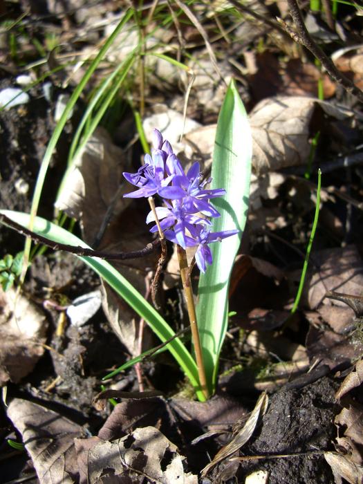 extraordinarily beautiful Blue Star Blossom