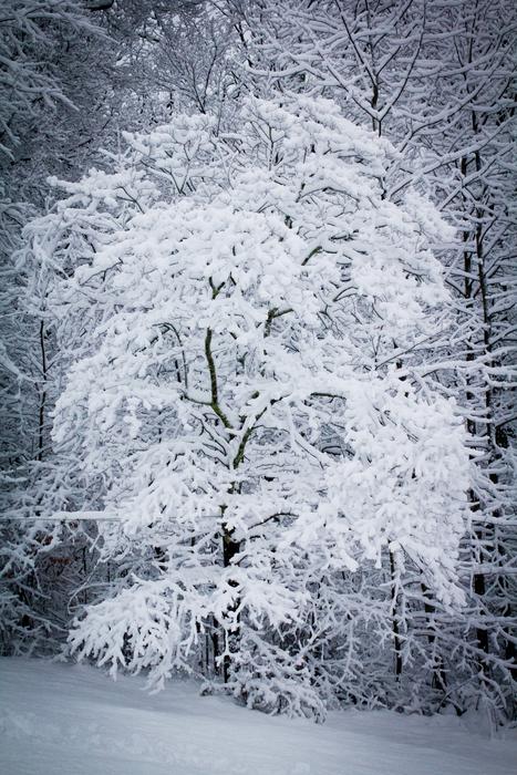 Snow Snowstorm Snowy