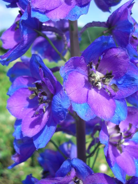 Larkspur Blossom