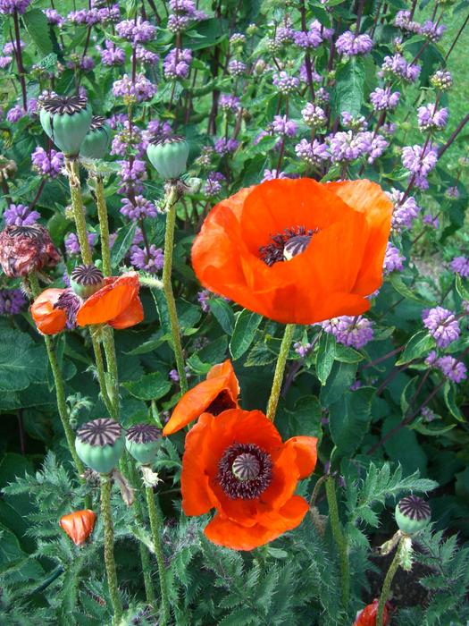 fabulous Klatschmohn Poppy