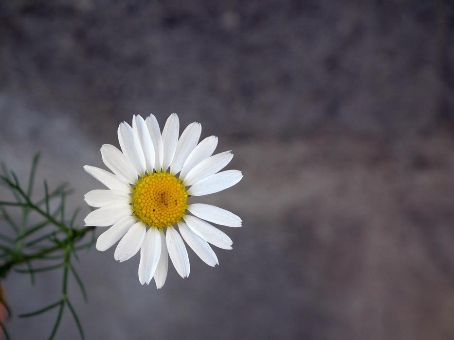 Daisy Flower cute White