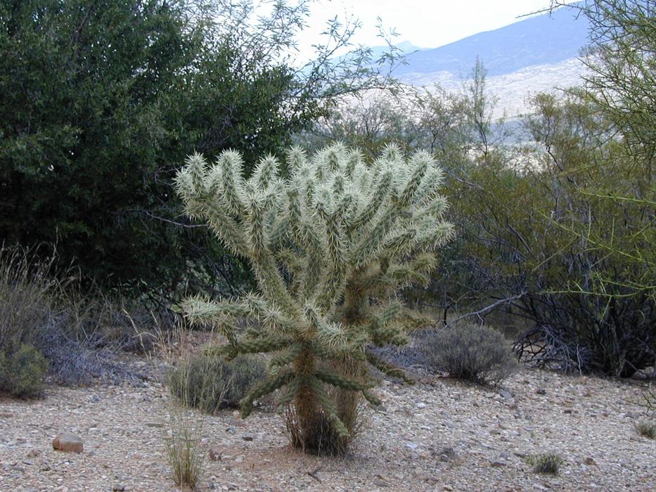 Cylindropuntia Bigelovii Cholla cactuses