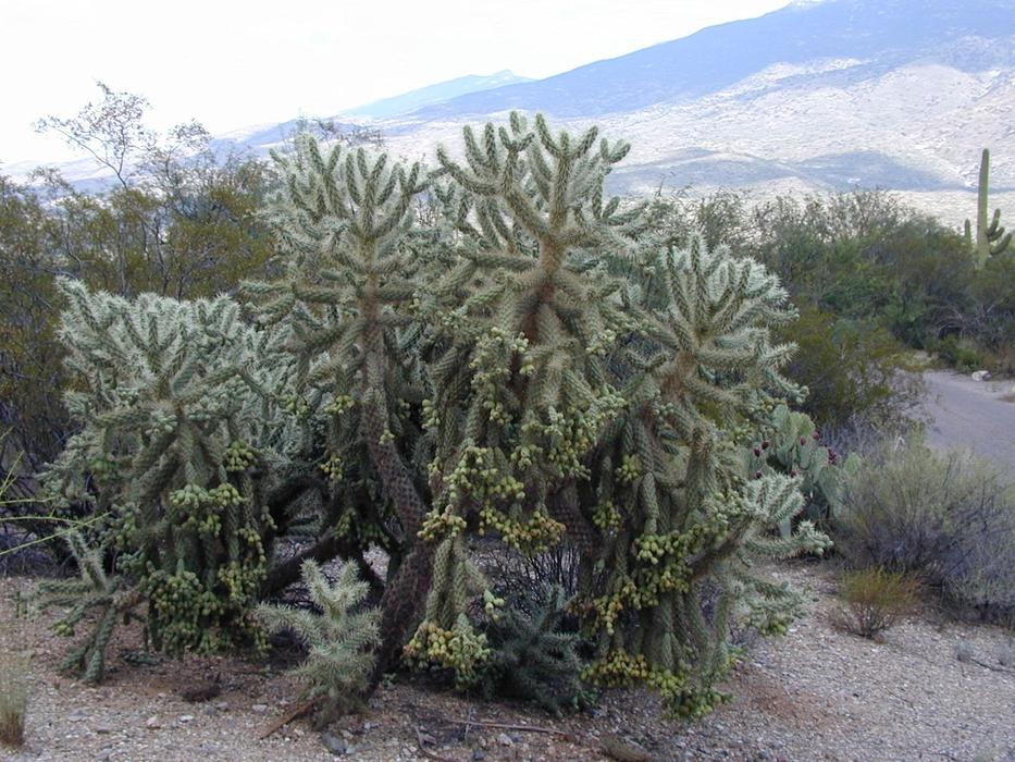 Cylindropuntia Bigelovii Cholla