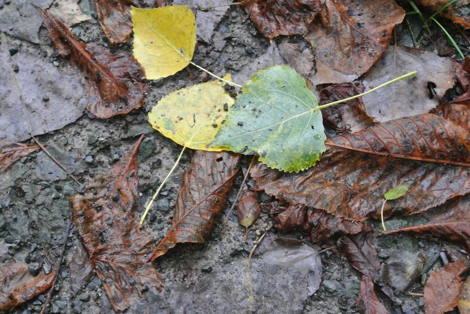 Leaves Autumn Dirt