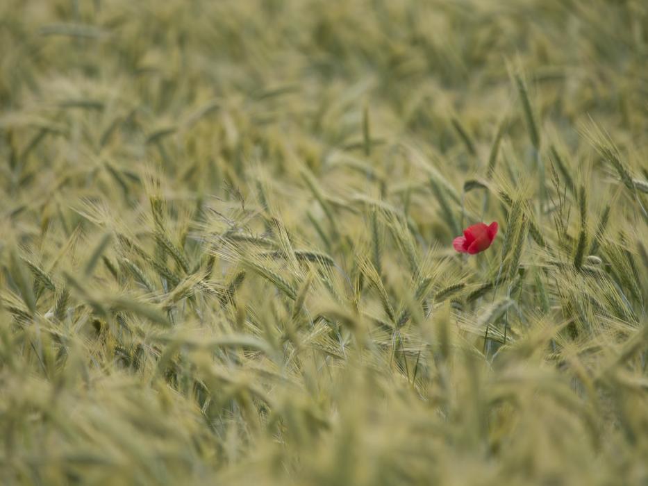 Wheater Poppy