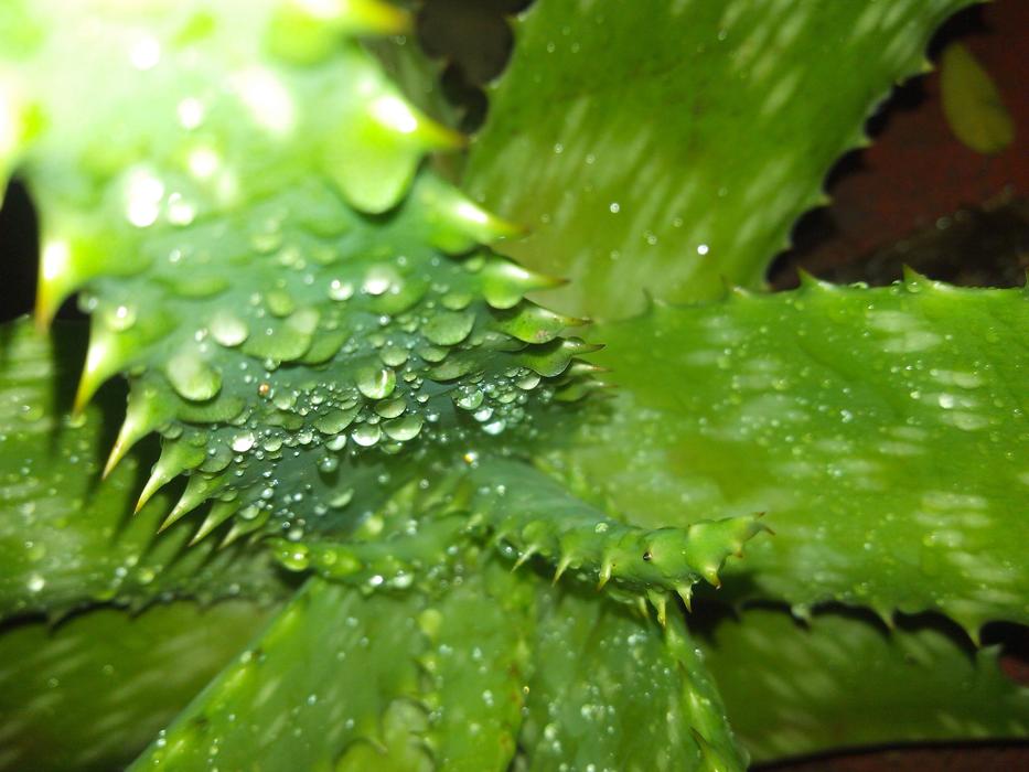 goodly Spray Aloe Thorns