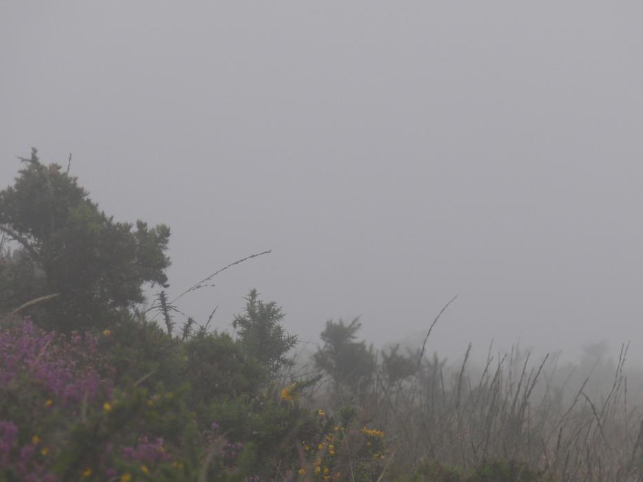 Brittany Mist Lande