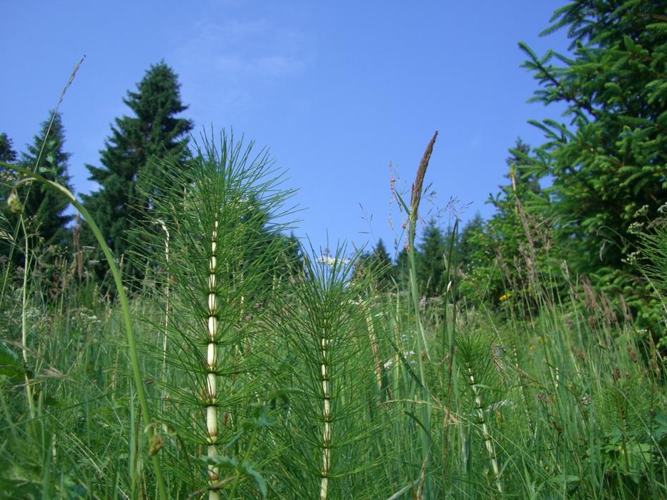 Horsetail Grasses Fir Tree Sky