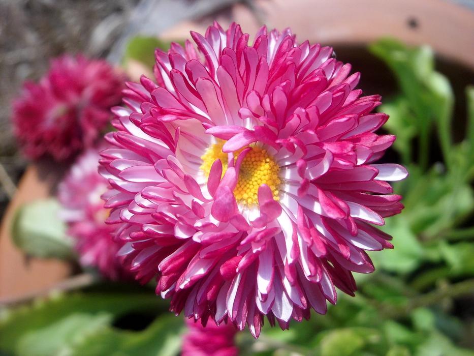 absolutely beautiful Flower Bred