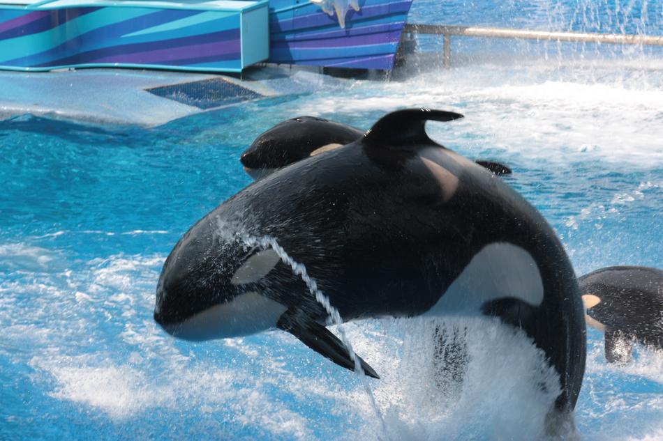 Seaworld Florida Orca Free