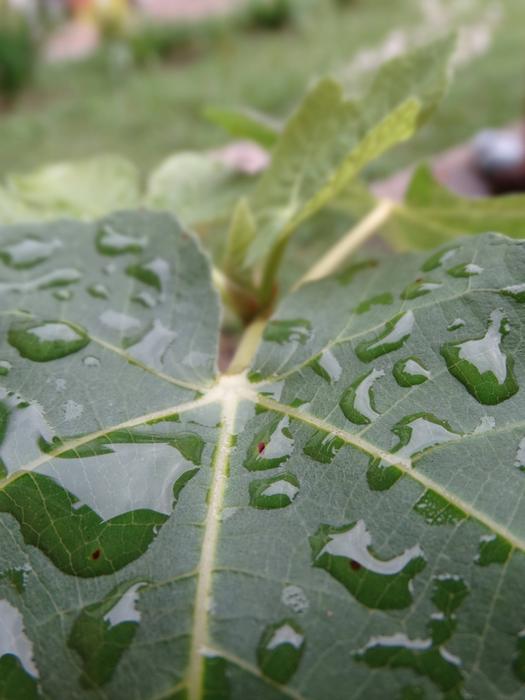 Leaf Water Tomorrow