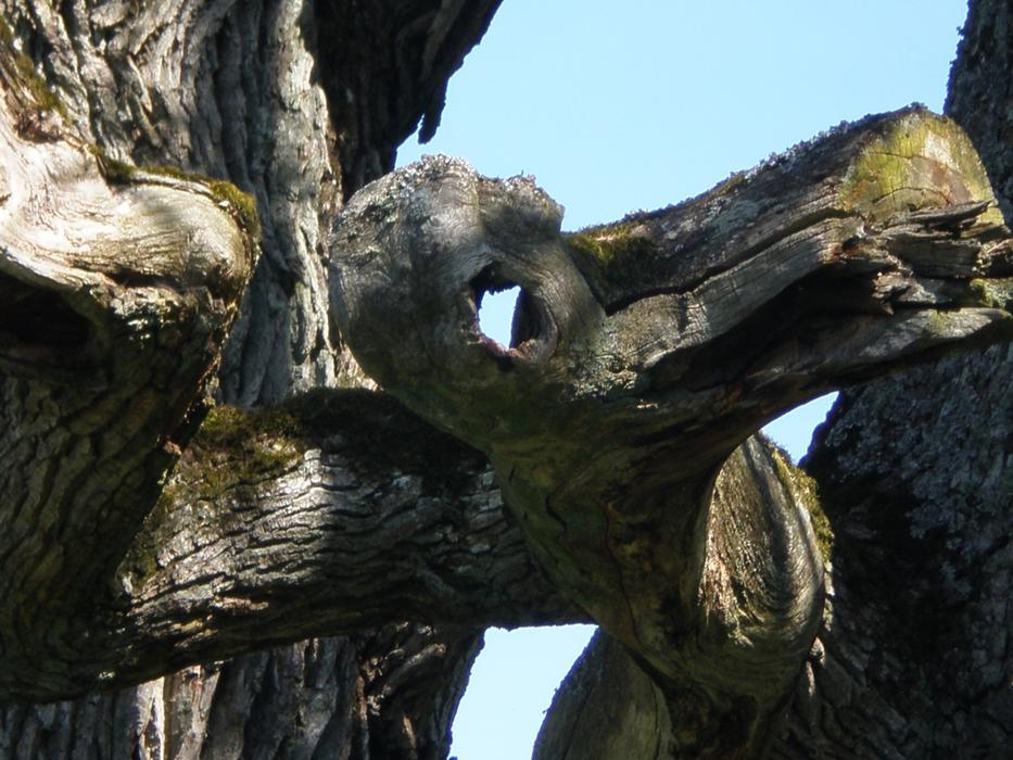 Oak Tree Face Hantu Ghost Mythical